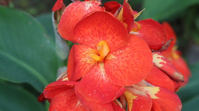 Orange Canna Lily Flower  Tropical Garden Beauty Close-Up