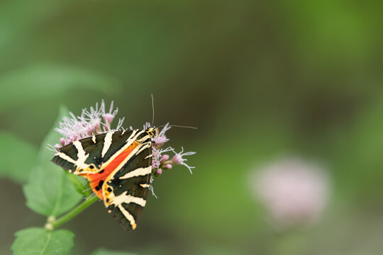 Jersey tiger moth Euplagia quadripunctaria perches on pink hemp agrimony summer macro