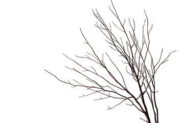 Fototapeta premium Bare tree branches depicting winter solitude and nature's dormancy, transparent background