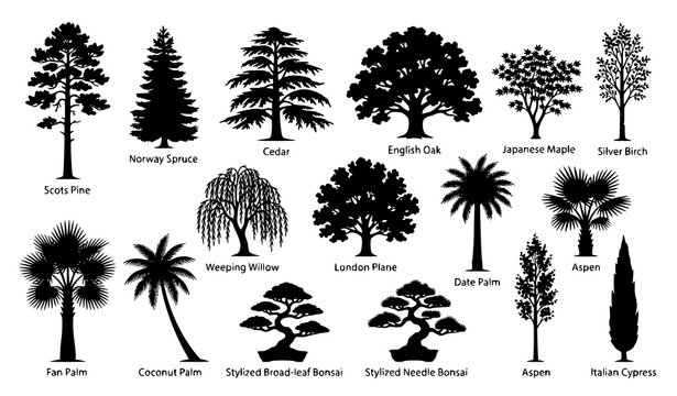 Tree silhouette icon set with coniferous deciduous and bonsai trees
