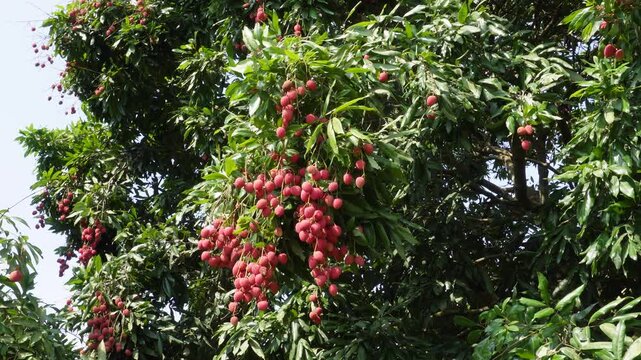 Lychee Tree with Ripe Red Tropical Fruits