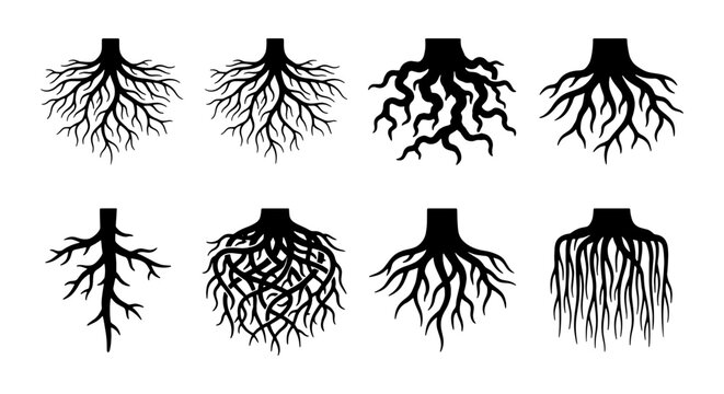 Diverse Tree Root Systems, Organic Plant Foundations, Natural Growth Structures, Vector Graphics Set