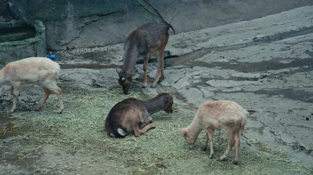 Chongqing Zoo Young Serows Grazing on Hay in Rocky Enclosure Daytime