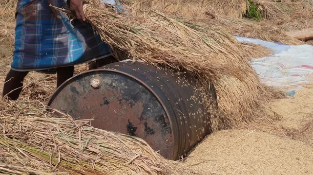 Traditional Grain Threshing with Rusted Metal Drum and Dried Stalks