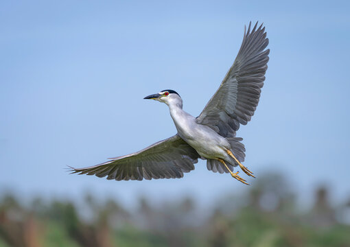 Garza bruja volando