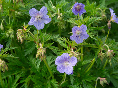 Meadow cranesbill, Geranium pratense, Mrs Kendall Clarke blooming with lavender blue flowers, closeup