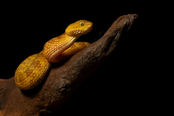 Golden Bush Viper Coiled on Rough Wood Symbolizing Danger and Intense Predatory Focus © jurra8