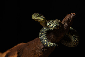 Close Up Portrait of a Rough Scaled Bush Viper Coiled Upon a Gnarled Branch © jurra8