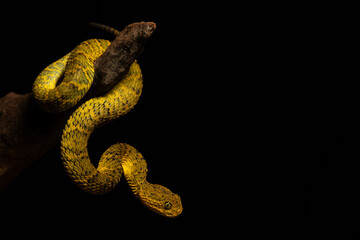 Vibrant Yellow Bush Viper Coiled on Branch A Portrait of Lethal Nature © jurra8