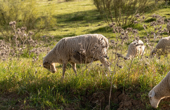 Ovejas pastando en paisaje rural de Andaluc&iacute;a