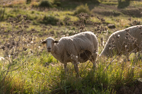 Ovejas pastando en paisaje rural de Andaluc&iacute;a