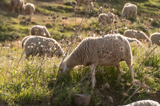 Ovejas pastando en paisaje rural de Andaluc&iacute;a