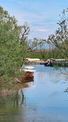 Fototapeta premium Boats on Skadar Lake near Virpazar moored among willow trees at calm inlet