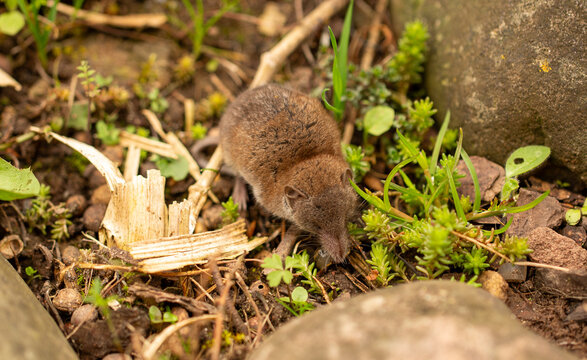 Close-up of a shrew searching for food