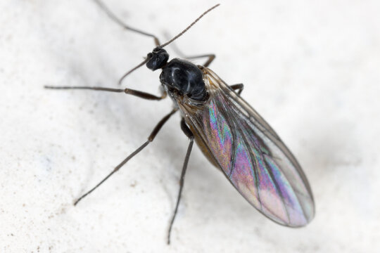 Dark-winged fungus gnat fly, Sciaridae family of flies. Maggots, the larvae that eat the roots of houseplants, are pests. An adult insect on the wall.