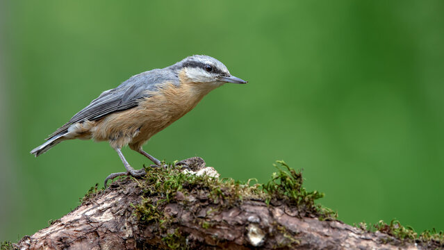 nuthatch bird perched on a mossy branch