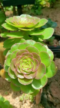 a striking 4k vertical slow motion shot of a green aeonium succulent, commonly known as black rose plant, displayed in a botanical garden setting. the geometric rosette form and vivid green tones c...