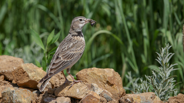 Calandra Lark bird with insect food in its beak on top of a rock