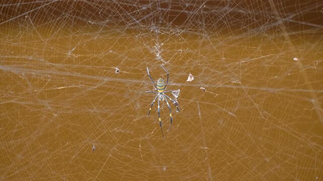 A close-up of a Golden Orb Weaver Spider with long striped yellow and black legs sits on a complex, three-dimensional structured tangle web or sheet web Truc Lam Zen the largest Buddhist monastery 