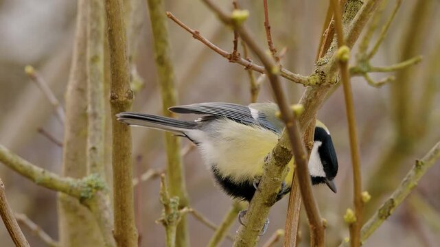 Close-up of a great tit hopping on a branch