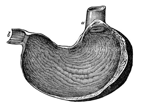 Vintage anatomical engraving of the human stomach interior