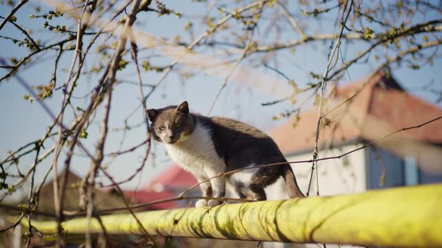 A grey and white cat stands on a yellow gas pipe or horizontal utility pipe near a residential house, framed by thin spring branches and small green buds