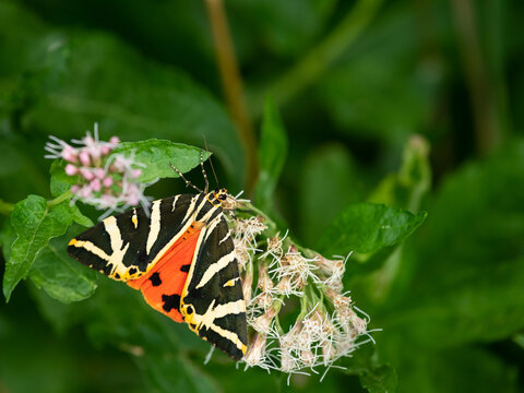 Jersey tiger moth shows bright orange hindwings on hemp agrimony alpine summer meadow