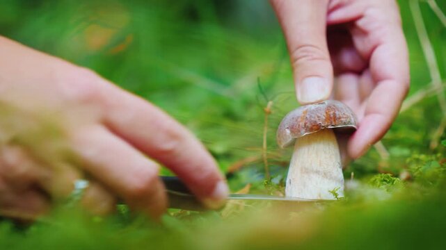 Hands cutting fresh porcini mushroom in green forest with knife.