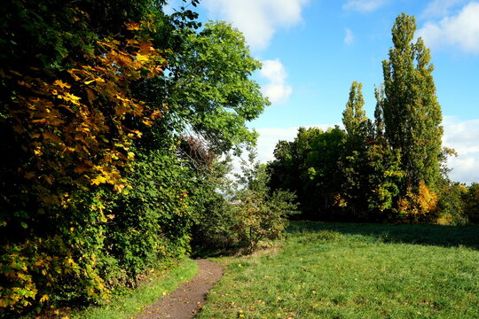 Pfad, Wanderweg am Hohen Stein, Dresden-Plauen, Park, Landschaft, Herbst, Baum, Deutschland