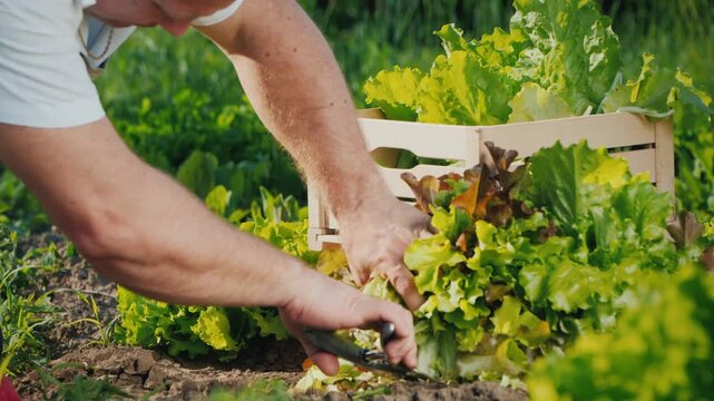 Farmer harvesting fresh organic lettuce from garden soil using hand pruners in golden sunlight.