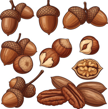 Hand drawn botanical illustration of acorns and pecan nuts collection