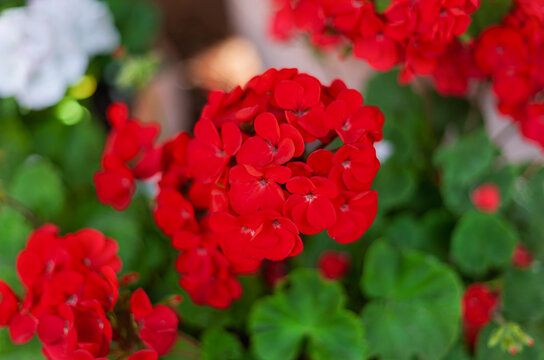 Closeup Overhead View of Red Geranium Flowers in a Plant Nursery garden center environment.