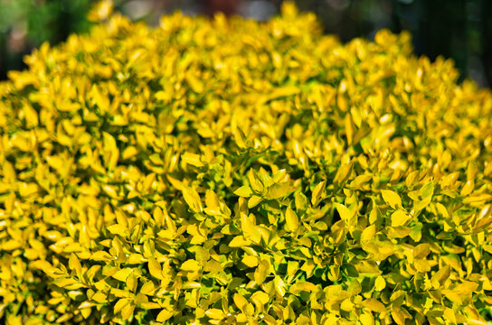 Closeup Full Frame Texture of Golden Privet Hedge Shrub Leaves variegated foliage