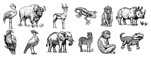 Obraz premium African and wild animals collection including elephant rhino and zebra in hand drawn engraving style