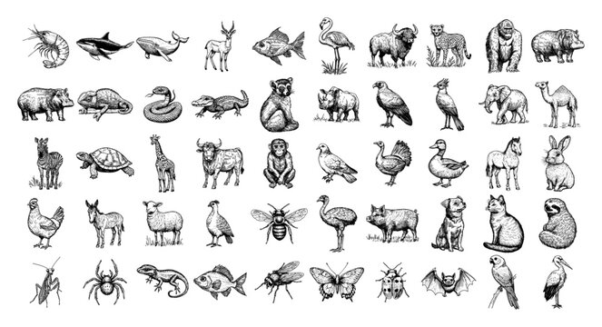 Collection of wild and domestic animals birds insects and sea life in vintage engraving style