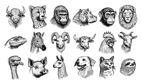 Animal heads collection with farm and wild species in vintage engraving style