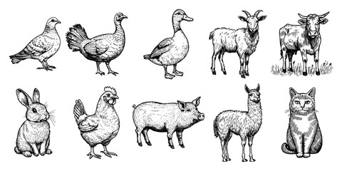 Obraz premium Domestic animals and livestock set with pig cow goat and poultry in vintage sketch style