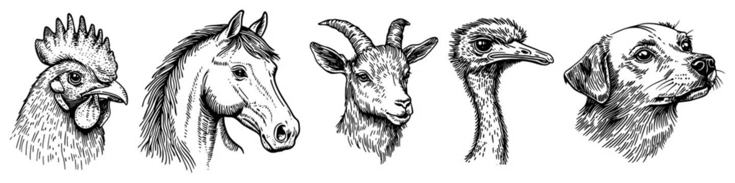 Animal portraits featuring head sketches of horse dog goat and birds in detailed engraving style