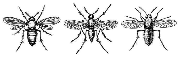 Mosquito insect collection with anatomical details in vintage woodcut style © Kaz