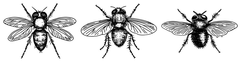 Fly insects collection showing houseflies from different angles in vintage engraving style © Kaz