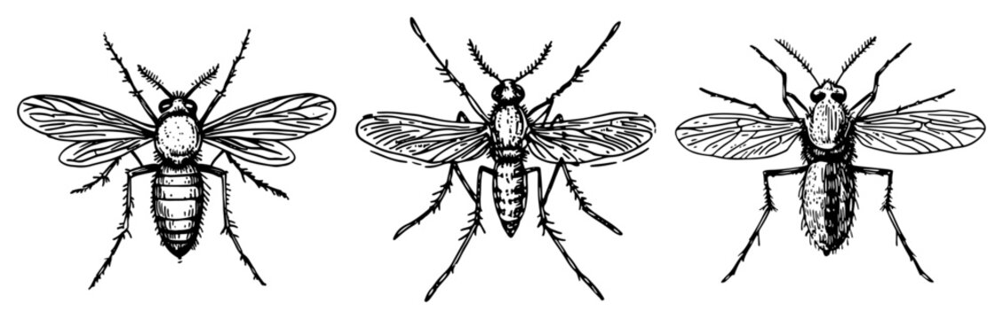 Mosquito insect collection with anatomical details in vintage woodcut style