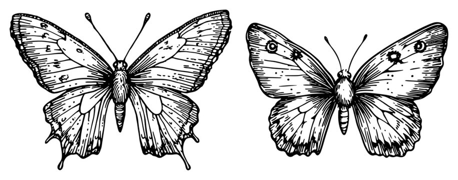 Butterfly insects set with detailed wing patterns in vintage engraving style