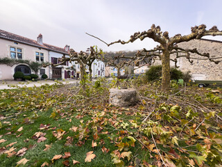 Obraz premium Frozen vineyard in autumn yellow photography 
