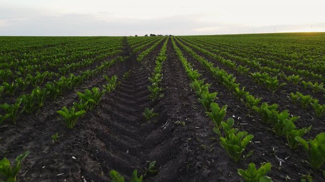 Agricultural drone flying low over a growing sugar beet field with long rows extending to the horizon at sunset