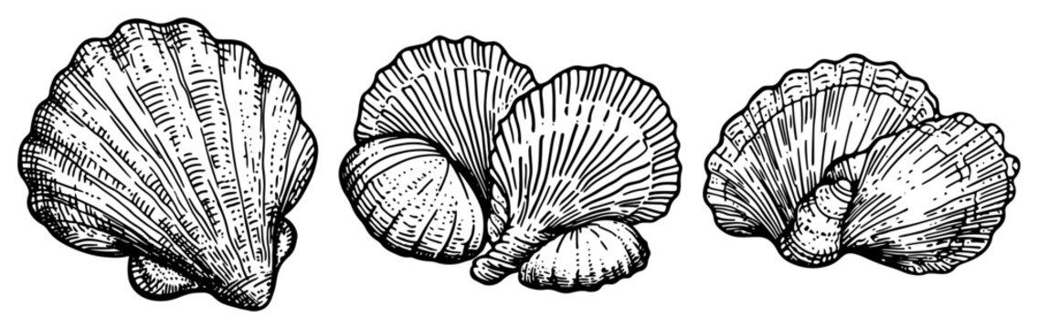 Seashell collection with marine scallop and clam shells in vintage engraving style
