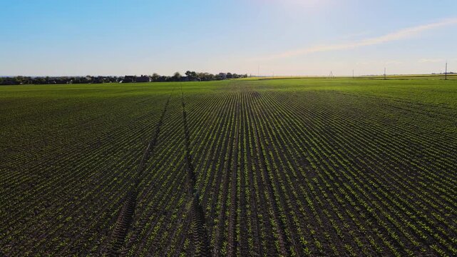 Aerial flight over young green agricultural cornfield rows with sun shining and clear blue sky in the background at sunset