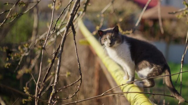 A grey and white cat stands on a yellow gas pipe or horizontal utility pipe near a residential house, framed by thin spring branches and small green buds