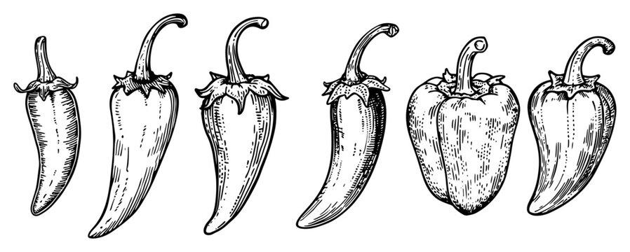 Chili peppers and bell peppers collection in vintage engraving style