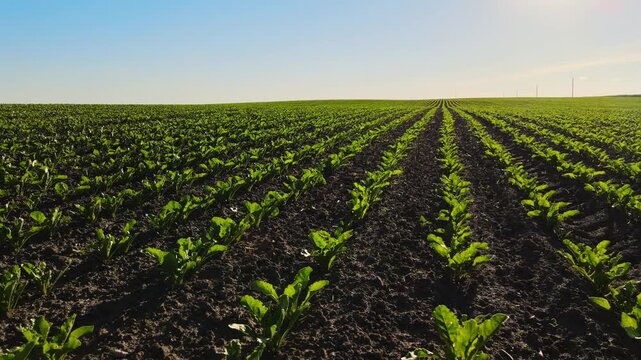 Agricultural field with young sugar beet plants growing in rows under a clear blue sky during a sunny day