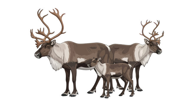 Reindeer Family Portrait: Majestic Stag, Doe, and Calf on White Background
